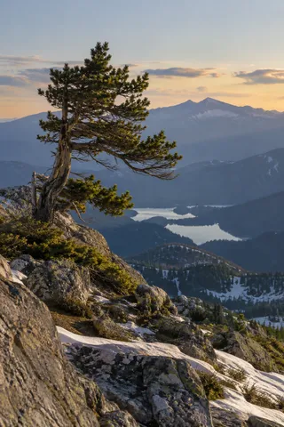 Single irregular pine rooted among snowy rocks with distant blue mountains and small lakes.