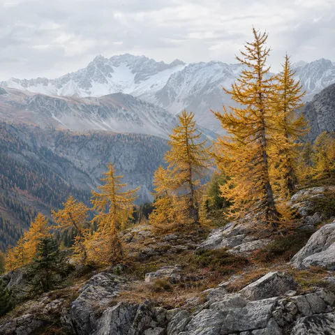 Irregular golden larch trees on a gray rocky slope with distant snowy ridges.