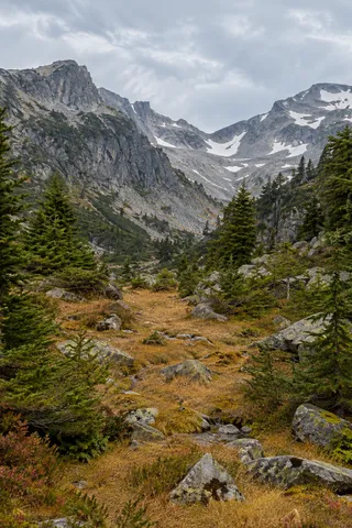 Golden alpine meadow with scattered fir trees and boulders beneath a snowy mountain saddle.