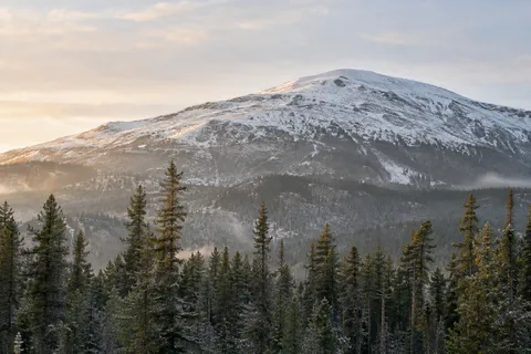Uneven conifer treetops in front of a broad snow-dusted hill in pale morning light.