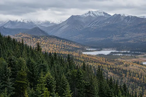 Green foreground conifers before a golden wooded slope and distant gray snowy mountains.