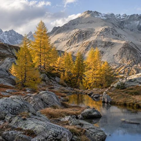 Golden larches growing in a rocky mountain hollow beside a small reflective pool.