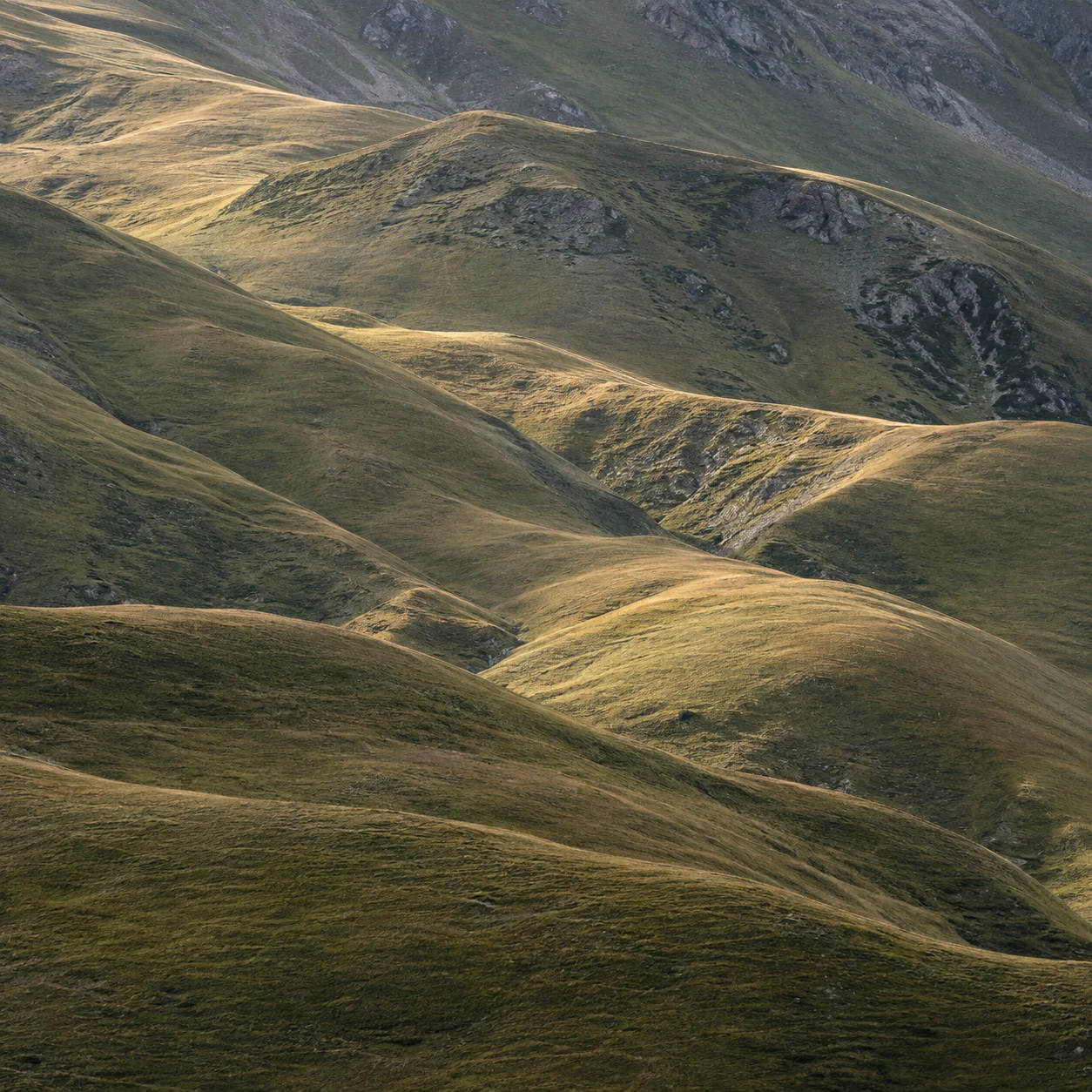 Horizonless overlapping grassy hills with warm lit crests, dark green patches and scattered gray rock.
