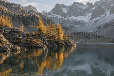 Sunlit gold larch trees on a rocky left peninsula reflected in dark water, backed by gray snow-lined mountains.