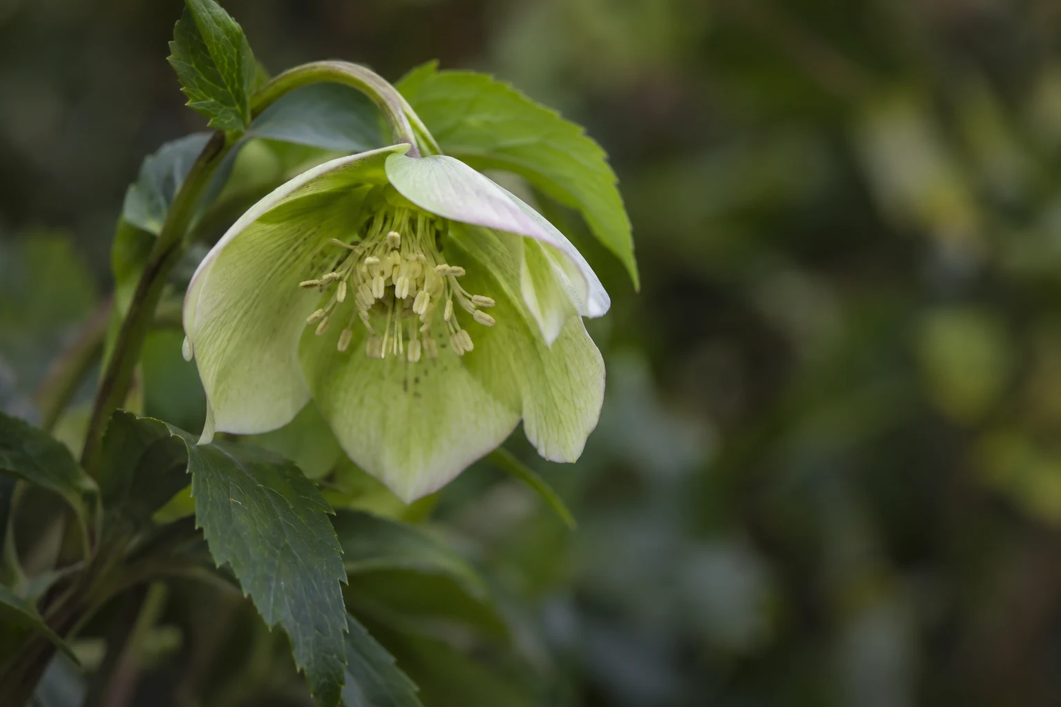 Downward-facing pale green flower with cream stamens, an arched stem and dark serrated leaves.