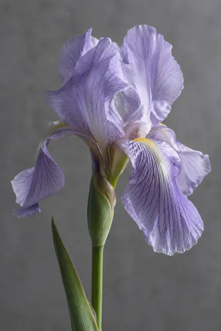 Lilac iris with falling veined petals, upright folds and yellow beards on a gray background.