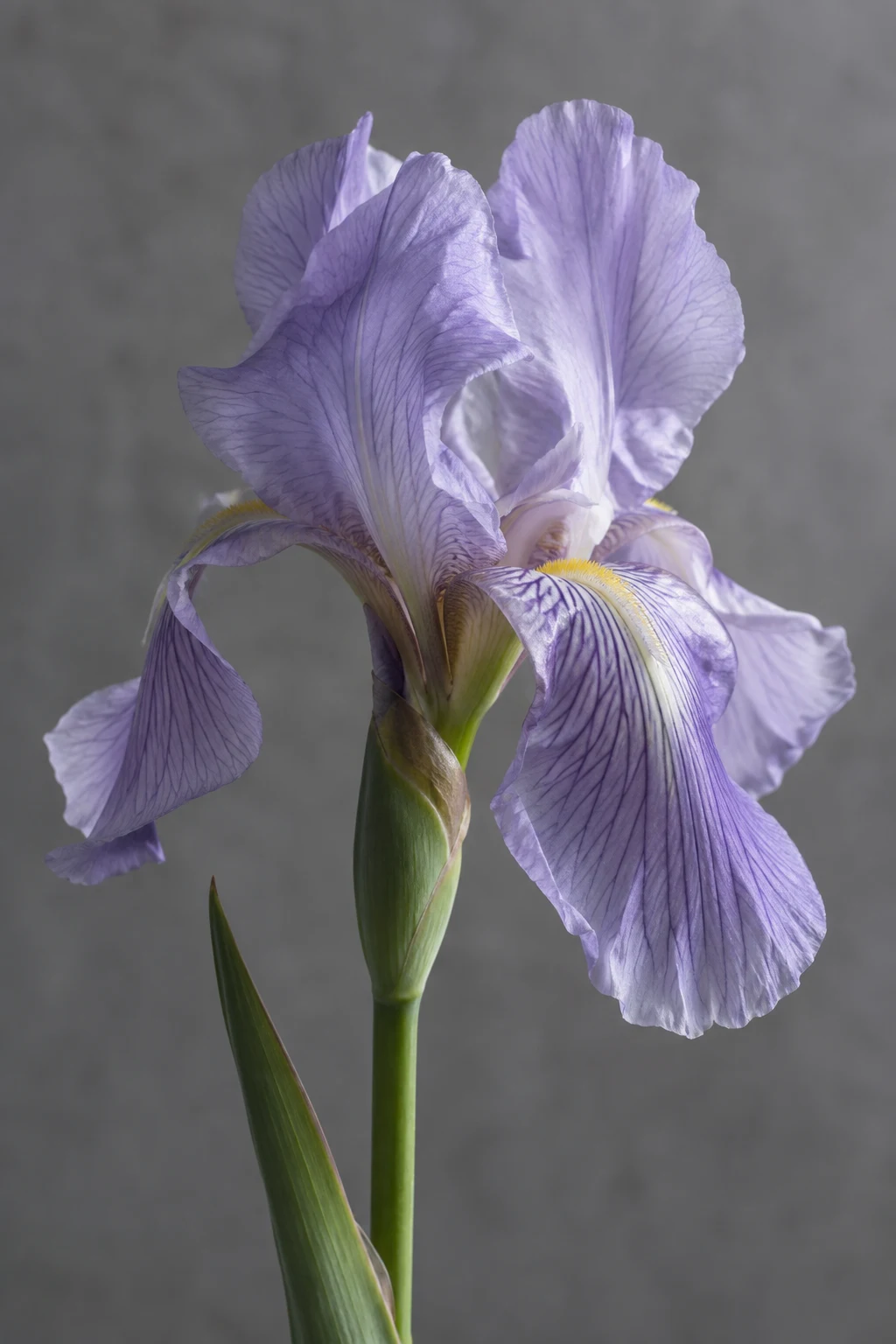 Lilac iris with falling veined petals, upright folds and yellow beards on a gray background.