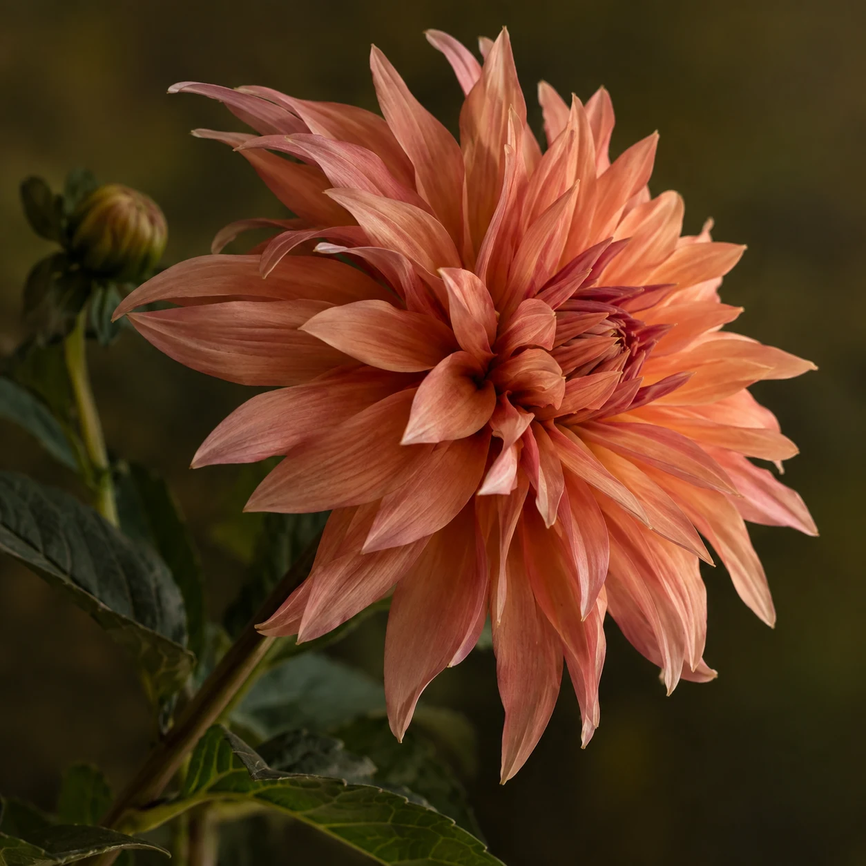 Side-facing coral dahlia with pointed irregular petals against dark olive foliage.