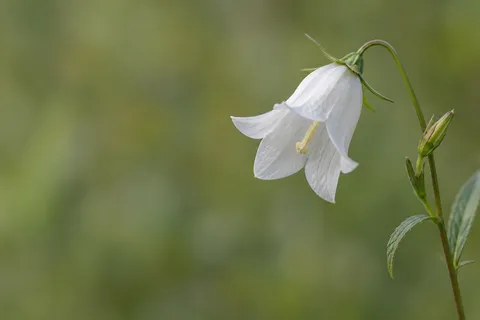 White bell-shaped flower and a small bud on a fine curved stem at the right side.