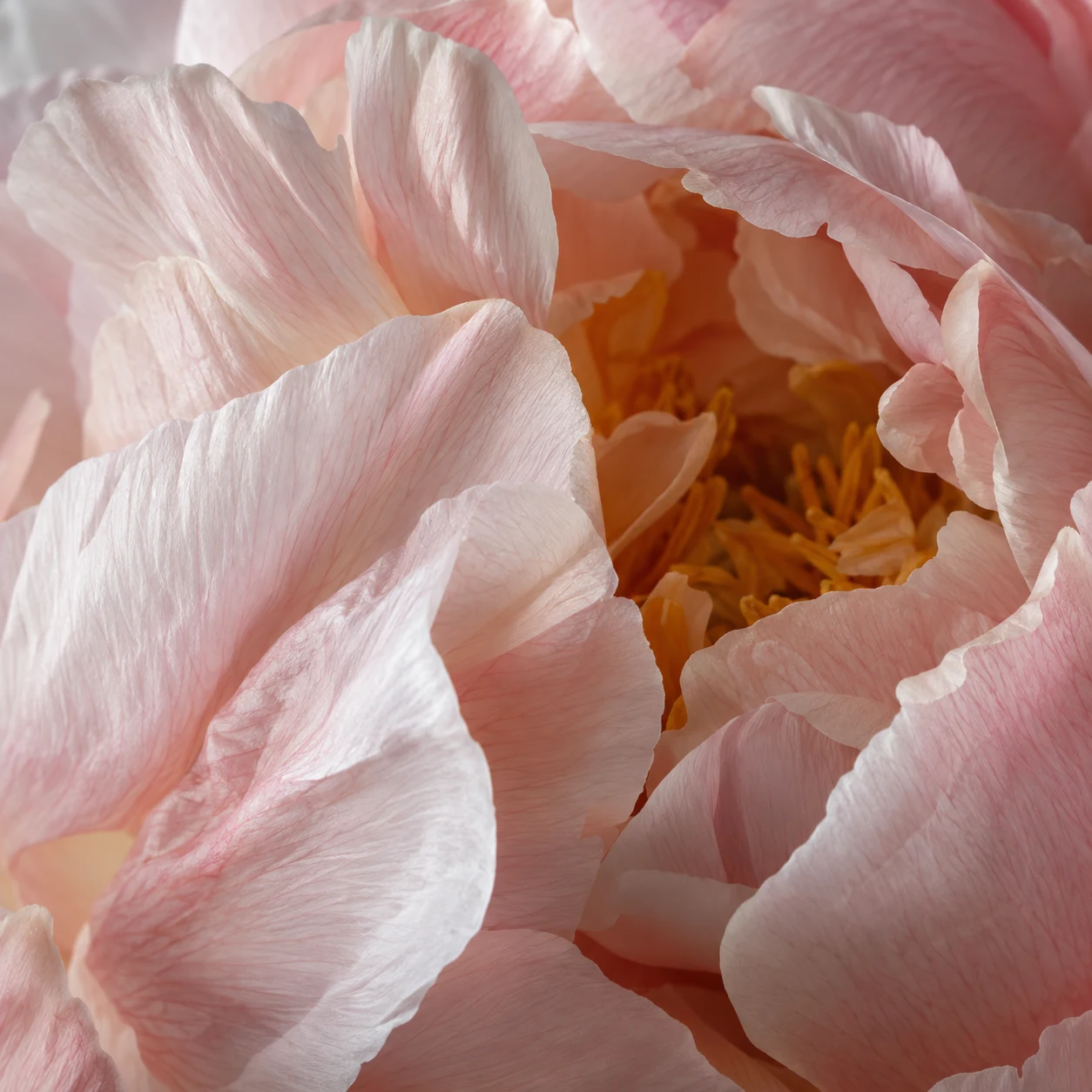 Pale pink peony petals with fine veins and warm stamens visible between folds.