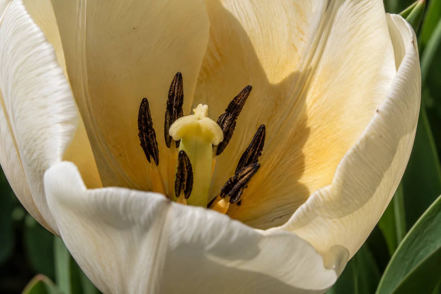 Close cream tulip interior with six dark anthers and a pale pistil.