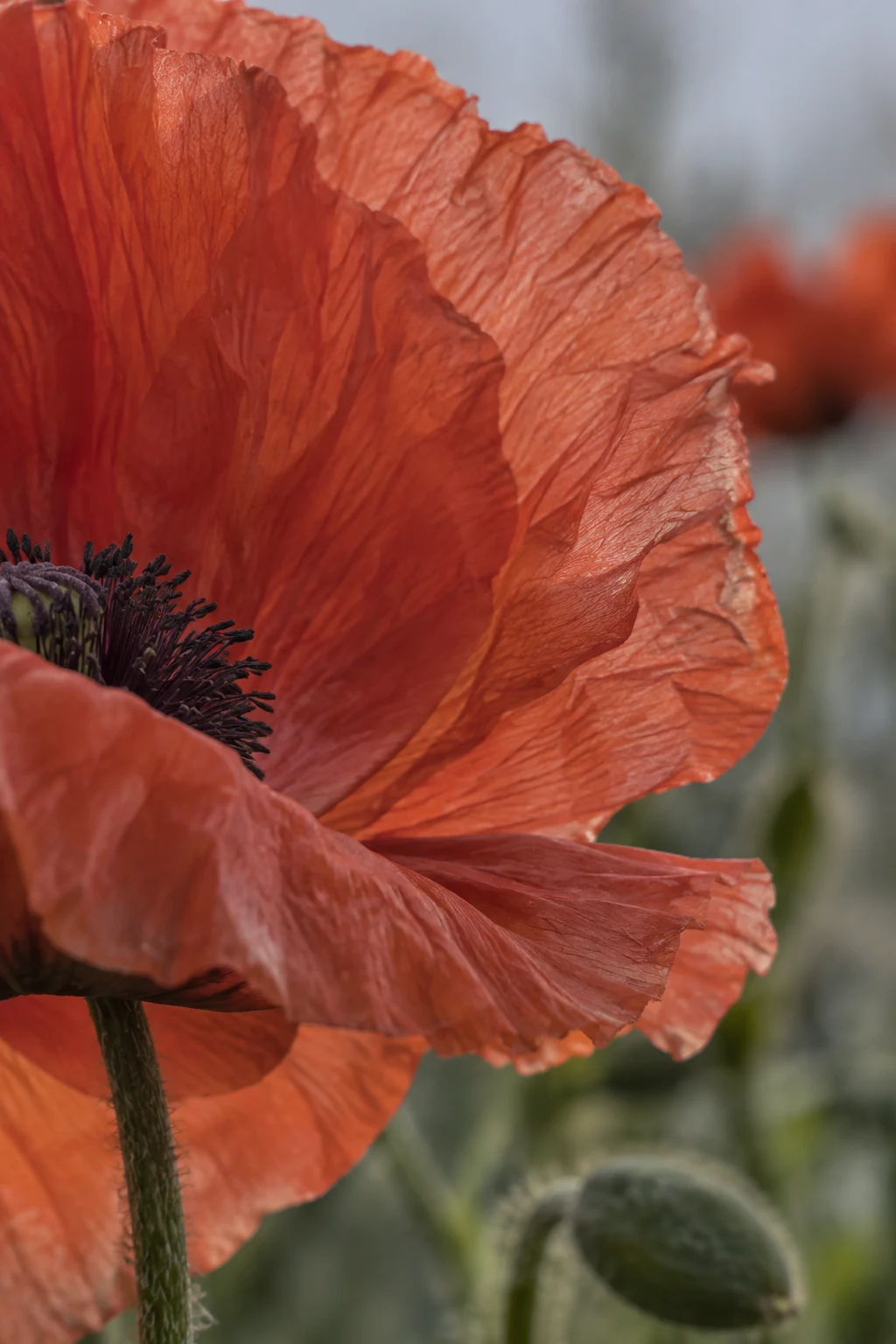 Wrinkled red-orange poppy petals, dark stamens and a hairy green stem.