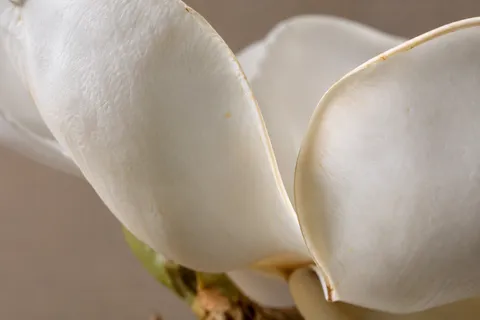 Broad ivory magnolia petals with curved rims, tiny ochre marks and a warm shadow.