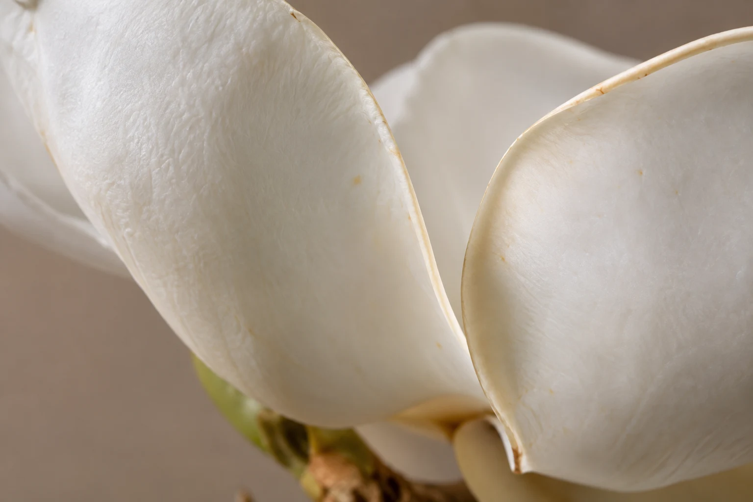 Broad ivory magnolia petals with curved rims, tiny ochre marks and a warm shadow.