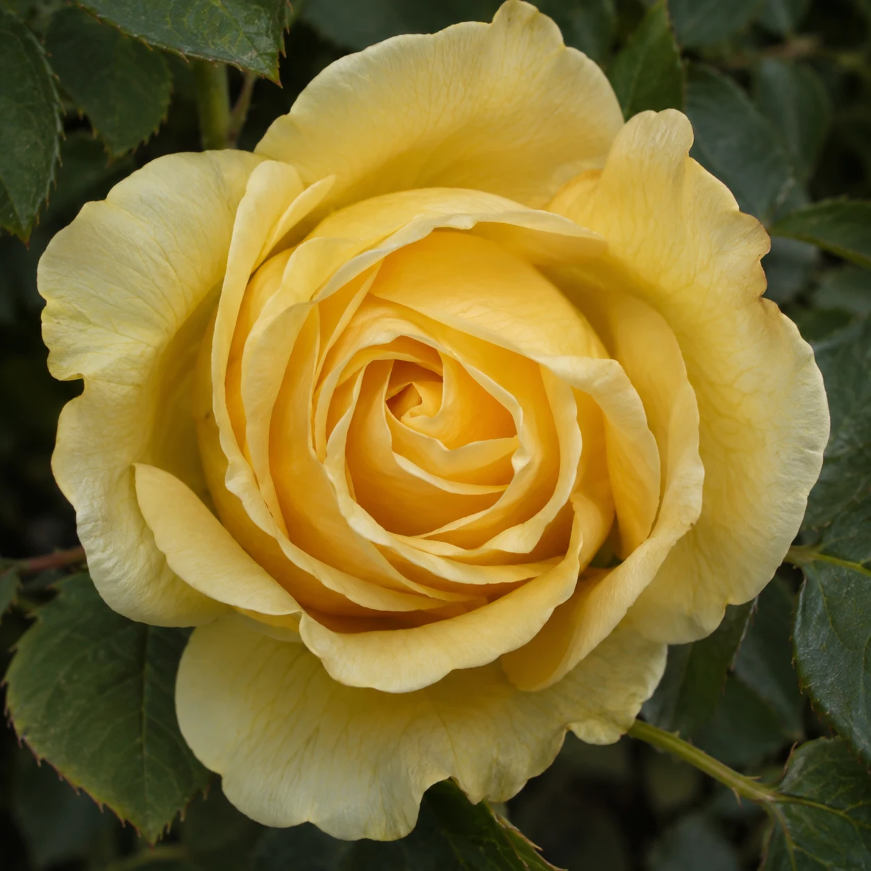 Overhead yellow rose with layered curling petals and dark foliage at the edges.