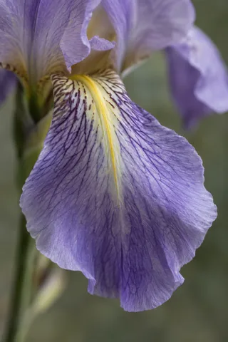 Close lilac iris petal with violet veins and a yellow central line.