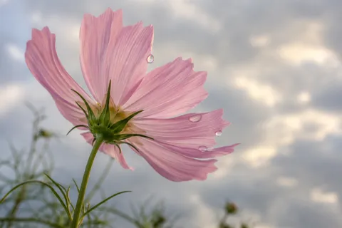 Back view of a pink cosmos with green sepals, a slim stem and several water beads.