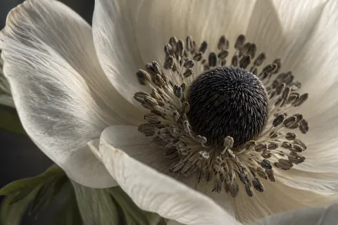 Cream anemone with a charcoal center and gray-brown anthers in soft side light.