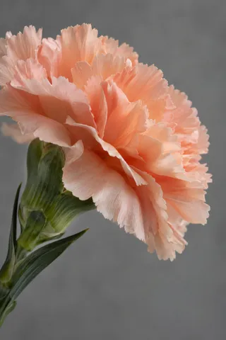 Side view of a peach carnation with scalloped petal edges against gray.