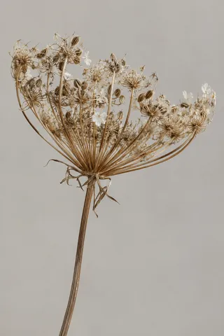 Tan branching umbel with small seed capsules and a few pale flower remnants.