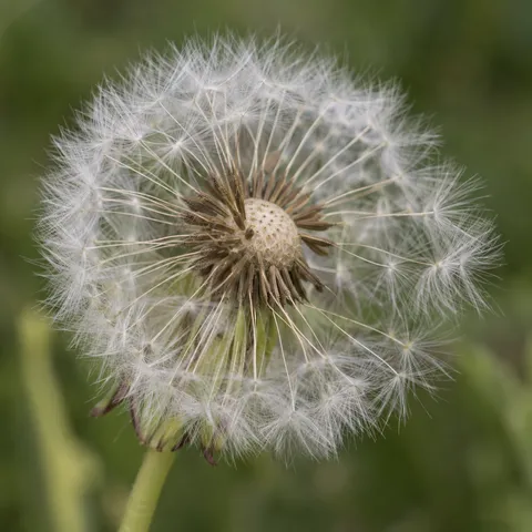 Dandelion seed head with missing seeds, fine white parachutes and a green stem.