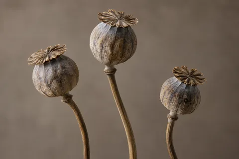 Three ribbed brown poppy pods with scalloped crowns on separate stems.