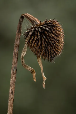 Brown spiky seed cone on a bent stem with two dry curled petals against sage.