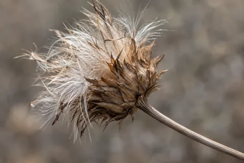 Dry thistle head with white fibers and layered brown bracts against gray.