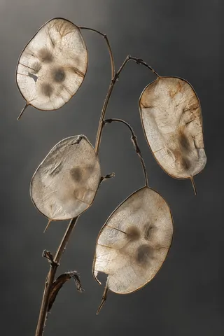 Four translucent tan pods with dark seed shadows, small tears and brown stems.