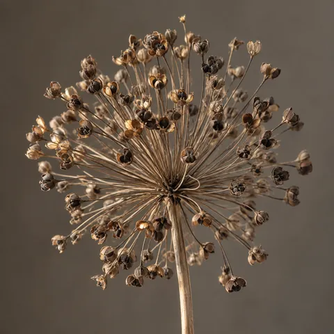 Dried allium head with fine radial stalks and brown capsules, some holding dark seeds.