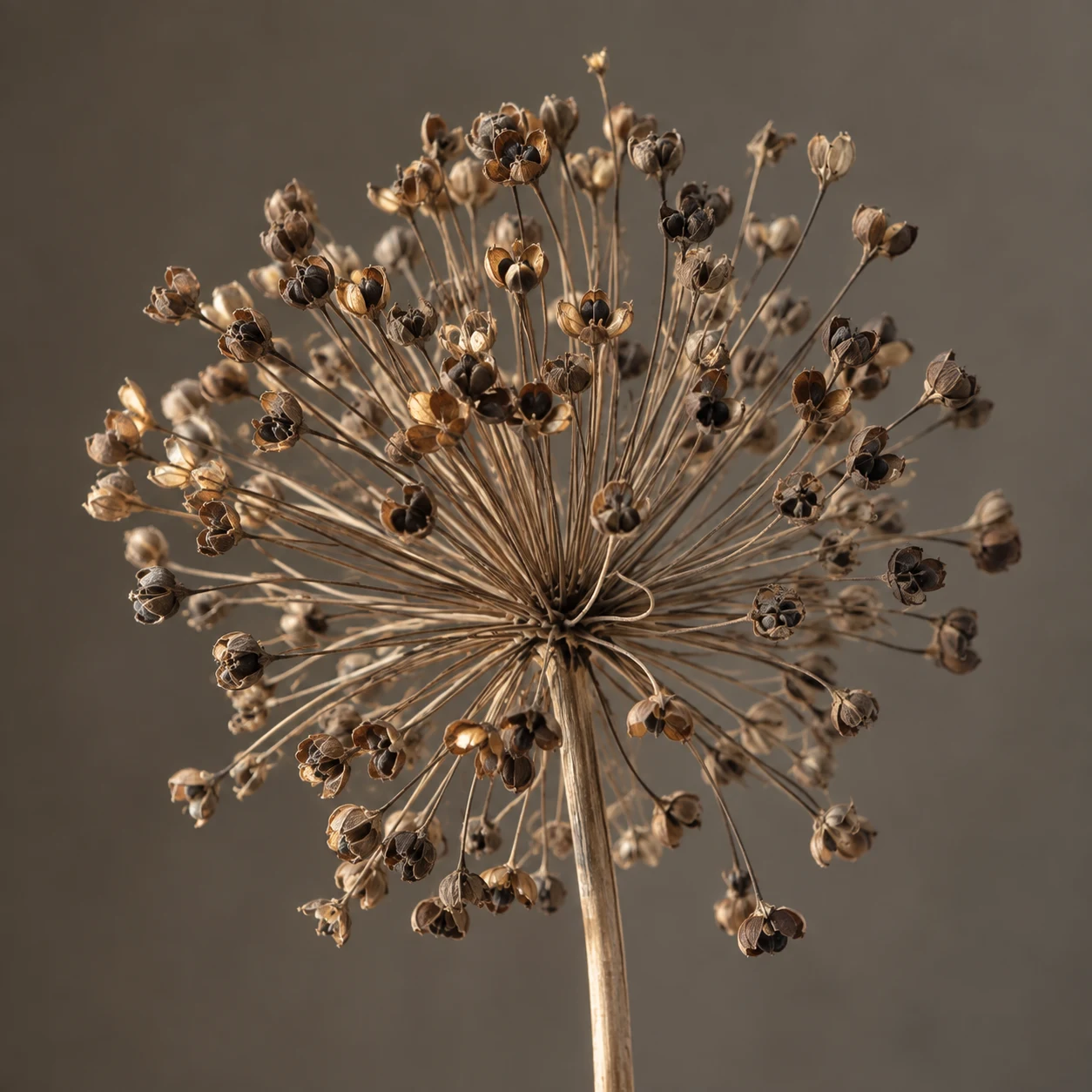 Dried allium head with fine radial stalks and brown capsules, some holding dark seeds.