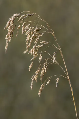 Beige grass seeds drooping left from a fine curved stem against olive.