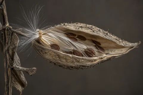 Split milkweed pod with silky fibers and brown seeds against a dark taupe background.