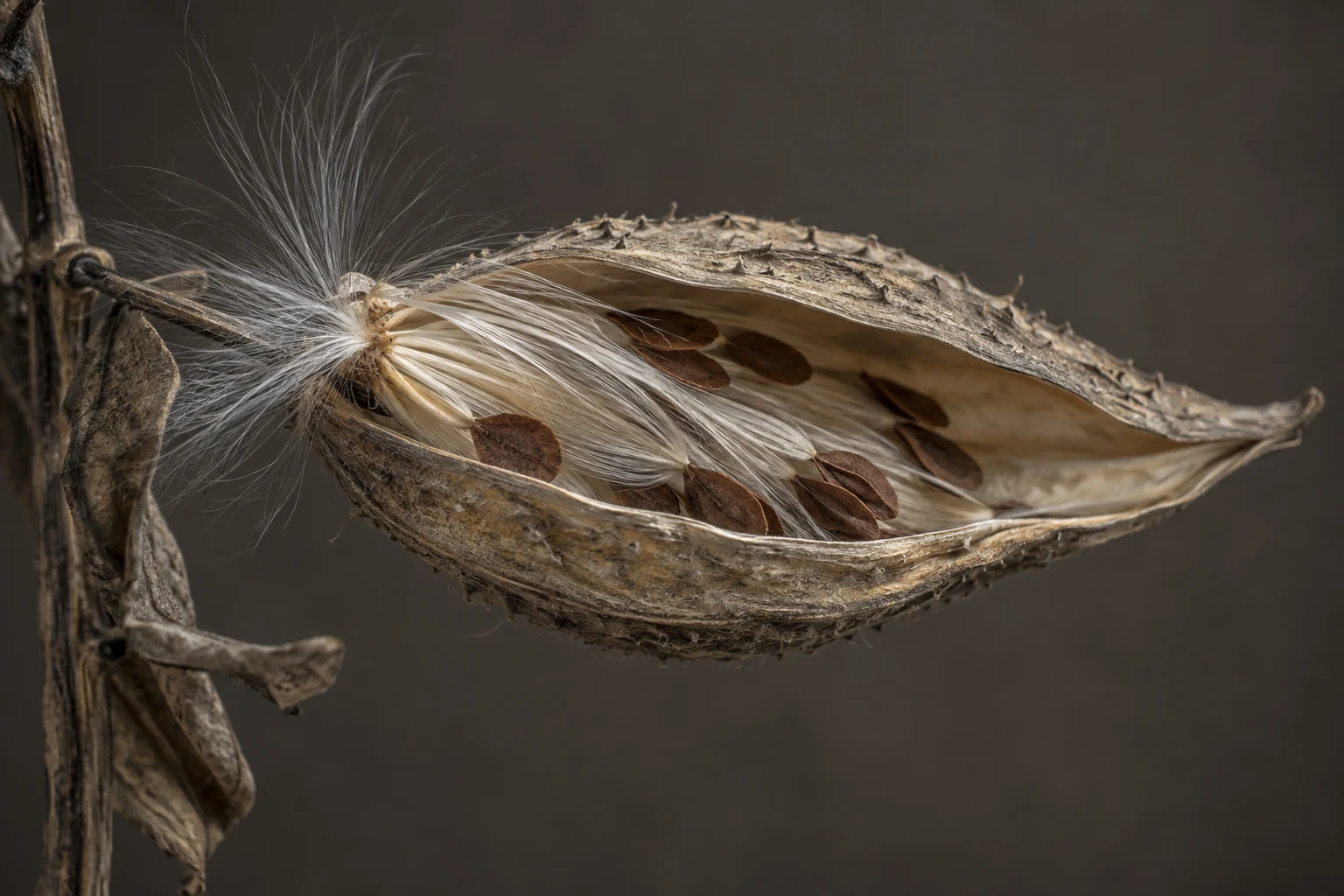 Split milkweed pod with silky fibers and brown seeds against a dark taupe background.