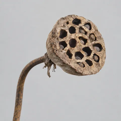 Tan lotus seed head with irregular dark openings and retained seeds against pale gray.