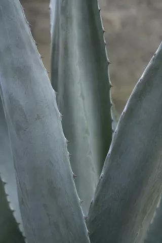 Three matte blue-gray agave leaves overlapping at different depths.