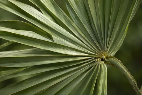 Close fan-palm leaf with radiating folded green segments.