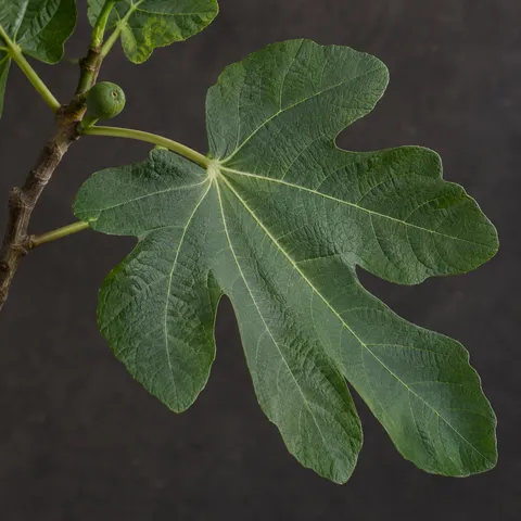 Large green fig leaf with pale branching veins and a small fig at upper left.