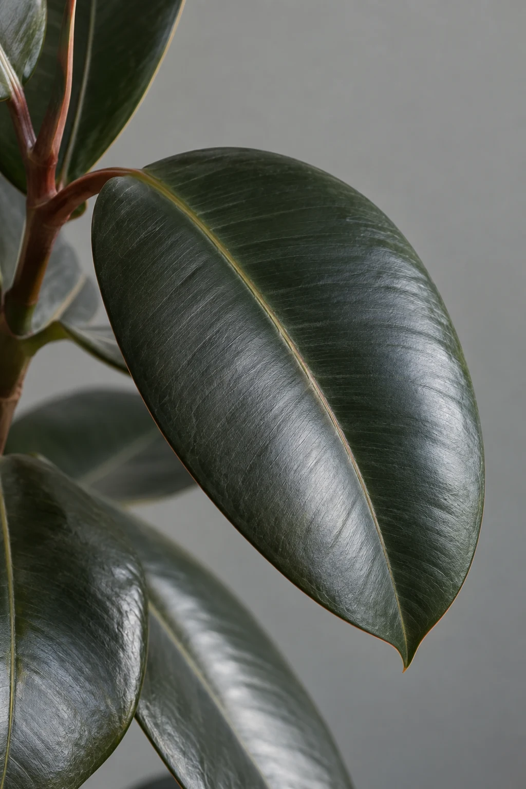 Glossy deep green oval leaf with a pale central rib and reddish leaf stalk.