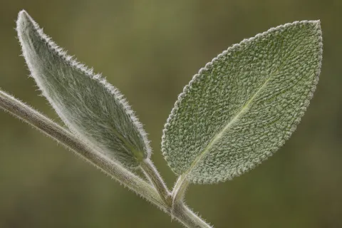 Two fuzzy sage leaves with pale hairs against an olive background.