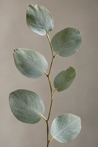 Six blue-green eucalyptus leaves at alternating heights on a narrow stem.