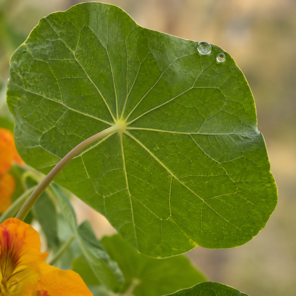 Nasturtium leaf with radial veins, two droplets and partial orange blooms.