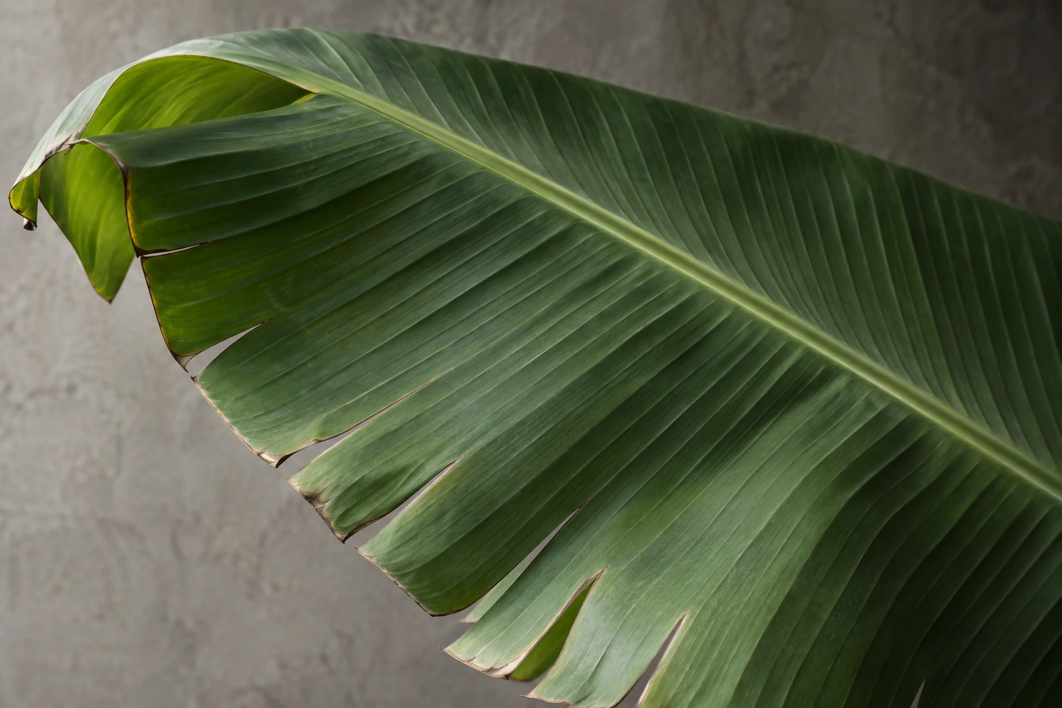 Banana leaf with parallel veins, a curled tip and uneven lateral tears.