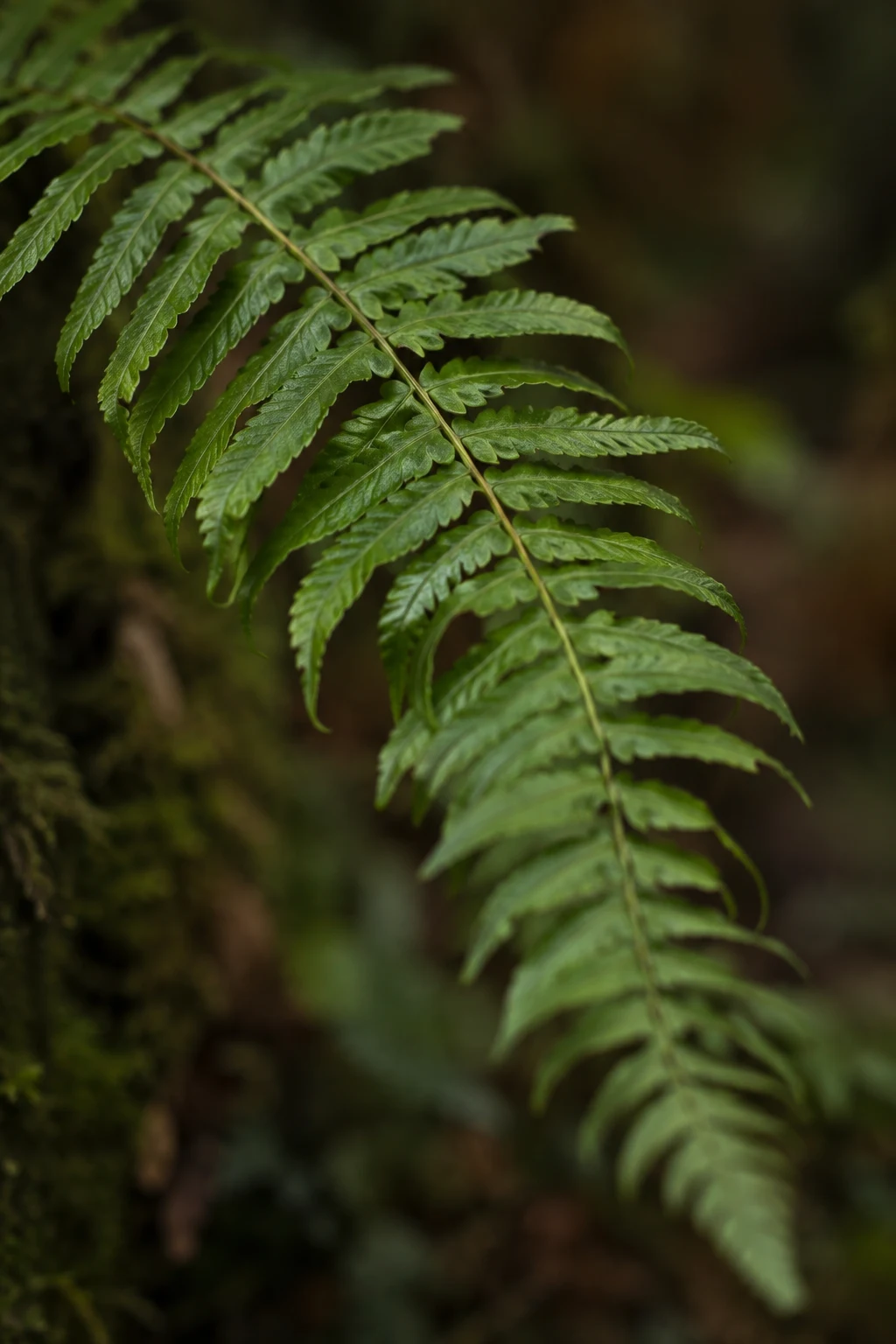 Green fern leaflets along a diagonal central stem, softening toward the lower tip.