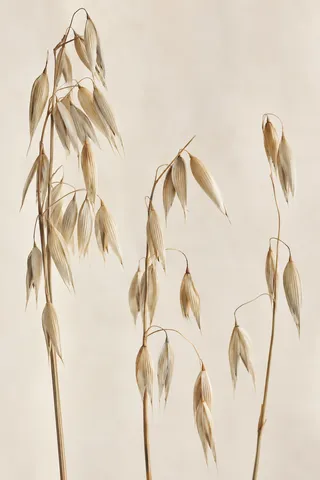 Three dry oat stems with drooping cream husks against a warm pale background.