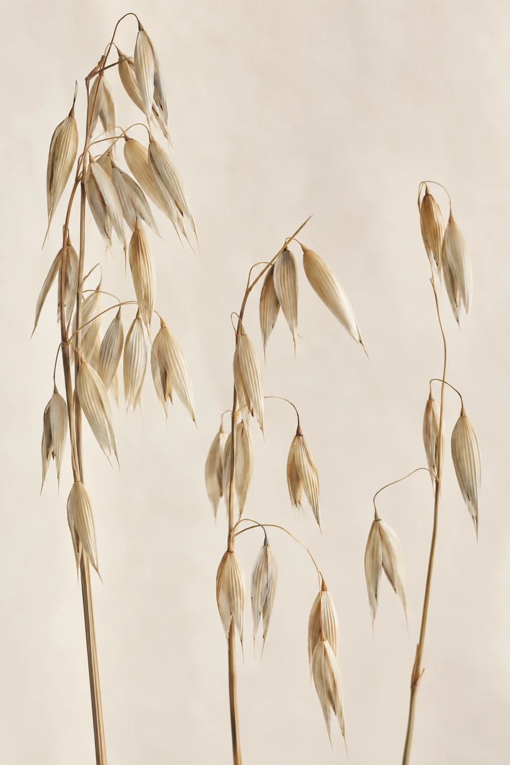 Three dry oat stems with drooping cream husks against a warm pale background.