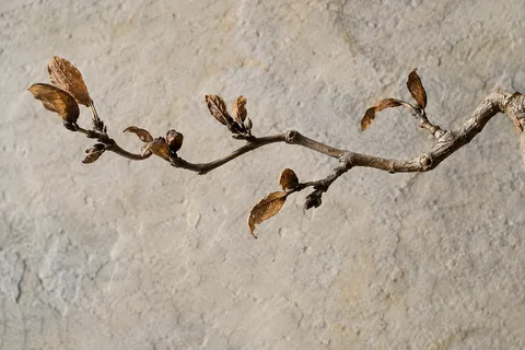 Horizontal brown twig with sparse dry leaves against textured pale stone.