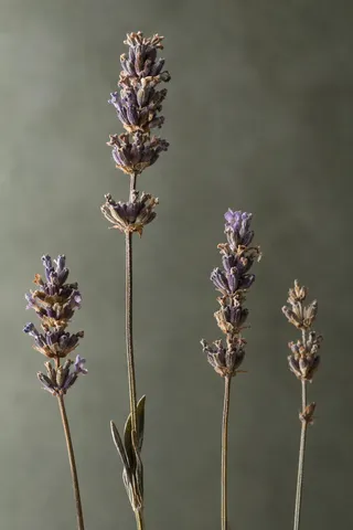 Four uneven lavender stalks with small purple and brown florets against gray-green.