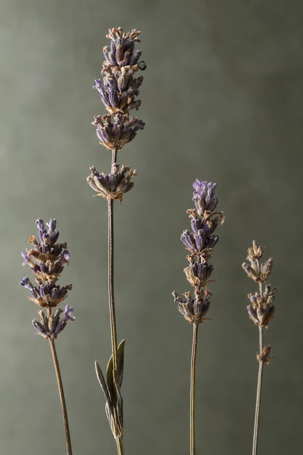 Four uneven lavender stalks with small purple and brown florets against gray-green.