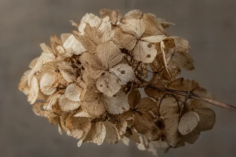 Dry beige hydrangea with fine veins, small holes and a woody stem entering from the right.